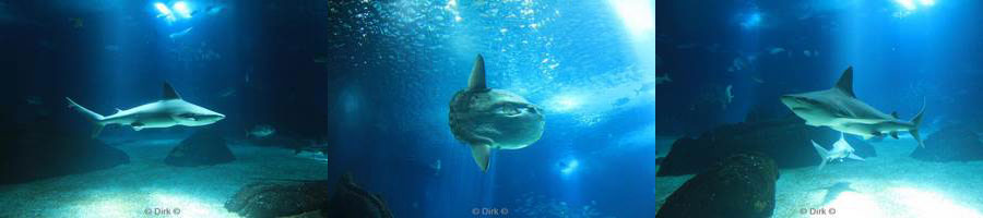 portugal lisbon aquarium oceanario