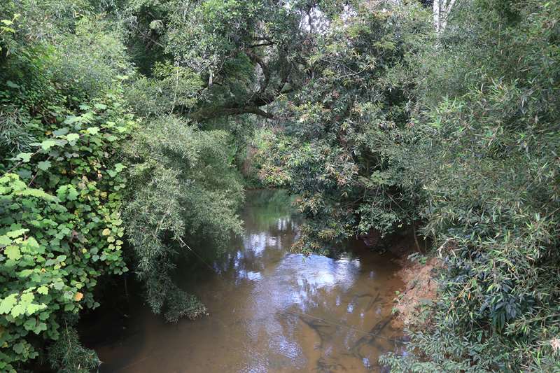 madagaskar analamazoatra park