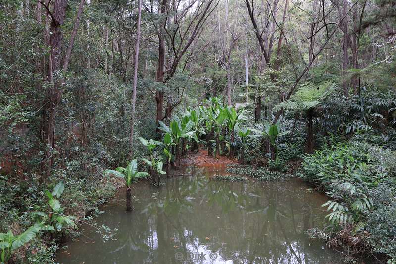 madagaskar analamazoatra park