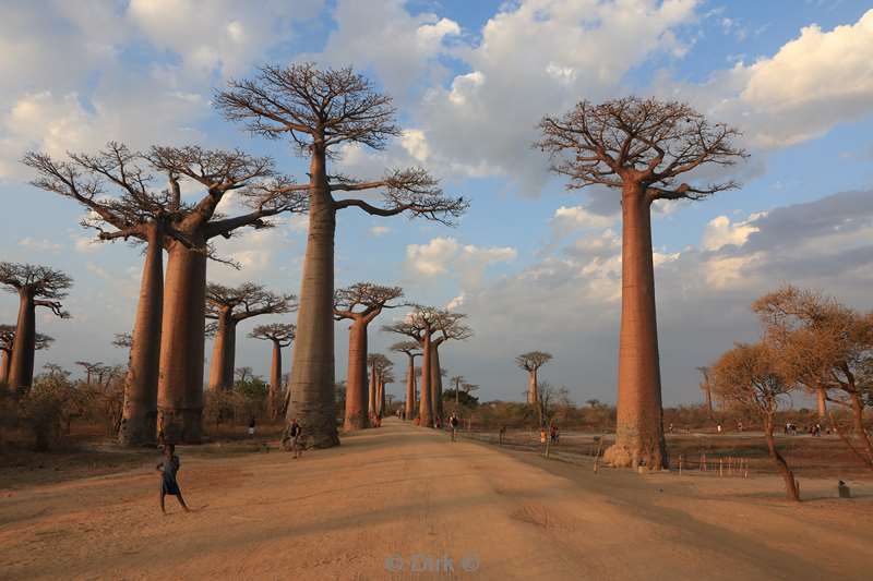 madagaskar baobab bomen