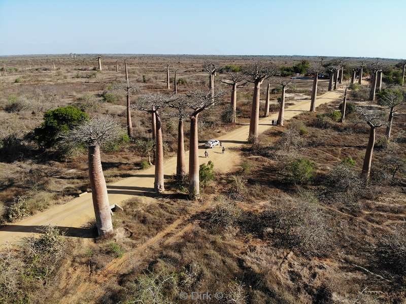 madagaskar baobab bomen