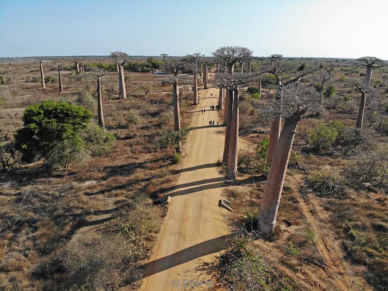 madagaskar baobab bomen