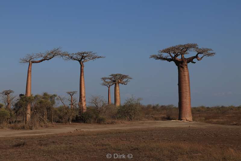 madagaskar baobab bomen