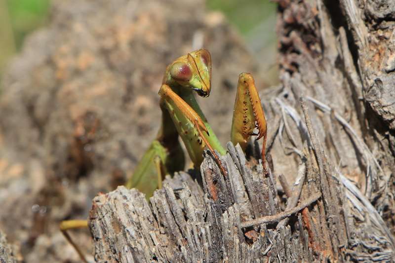 madagaskar bidsprinkaan