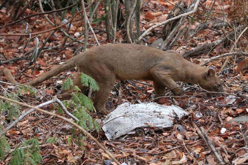 madagaskar fossa