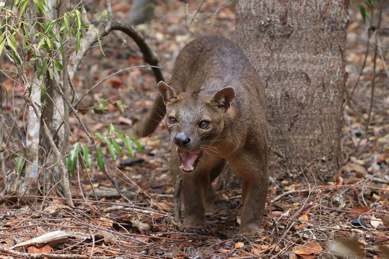 madagaskar fossa