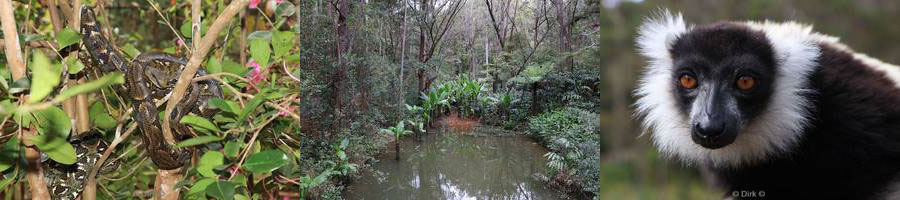 madagaskar analamazoatra Park lemuren