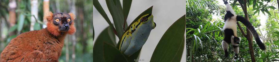 madagaskar chameleons lemurs frogs