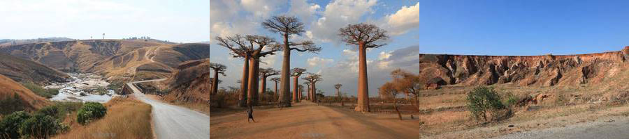 madagaskar baobab trees morondava manambato