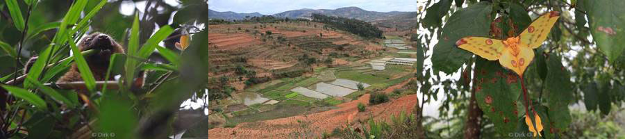 madagaskar ranomafana lemuren kikkers