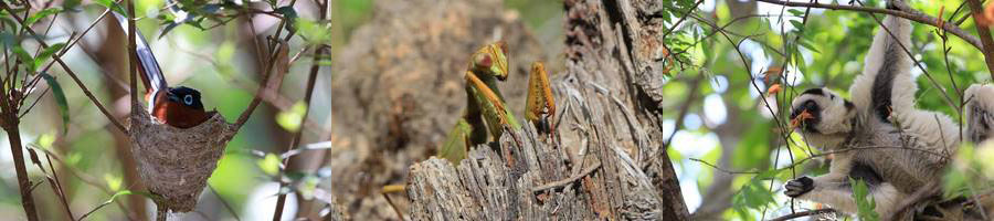 madagaskar isalo national park