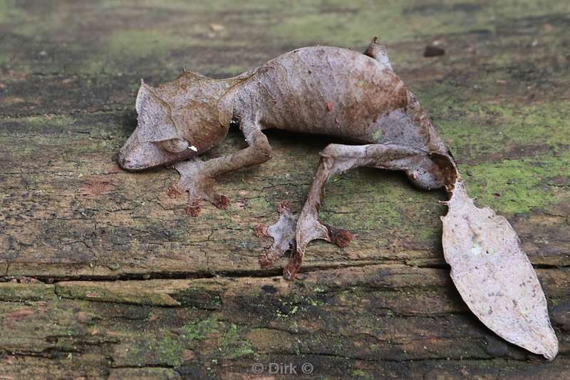 madagaskar gekko