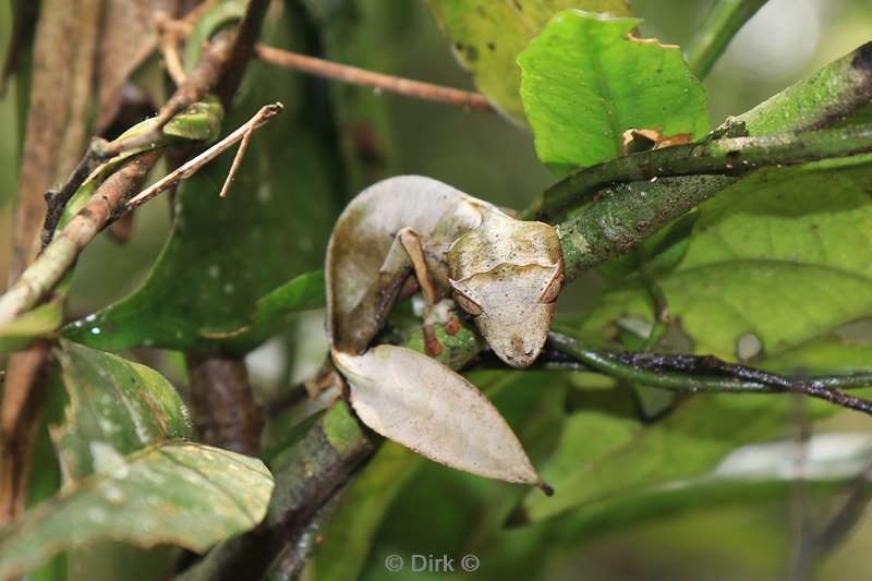 madagaskar gekko