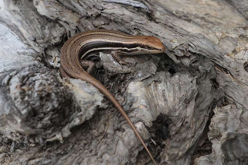 madagaskar hagedis