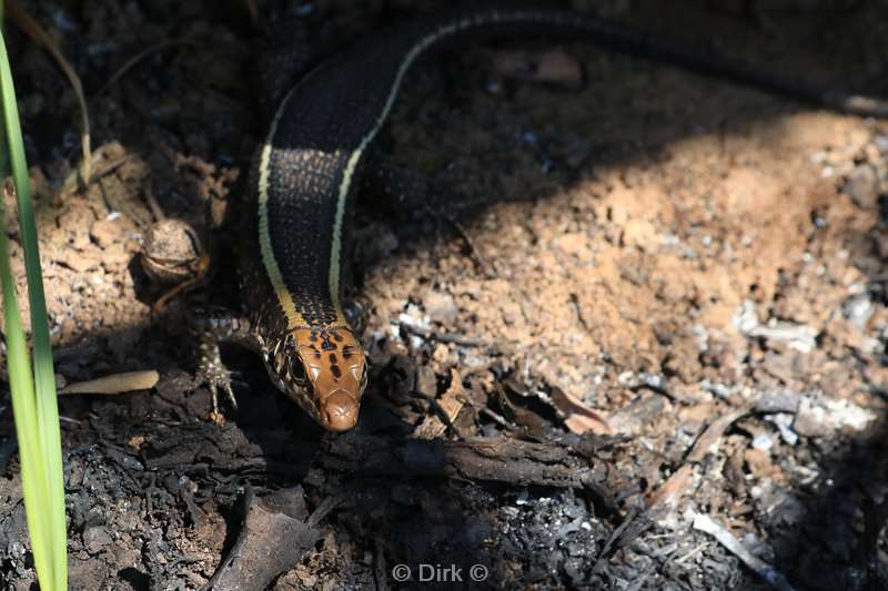 madagaskar hagedis