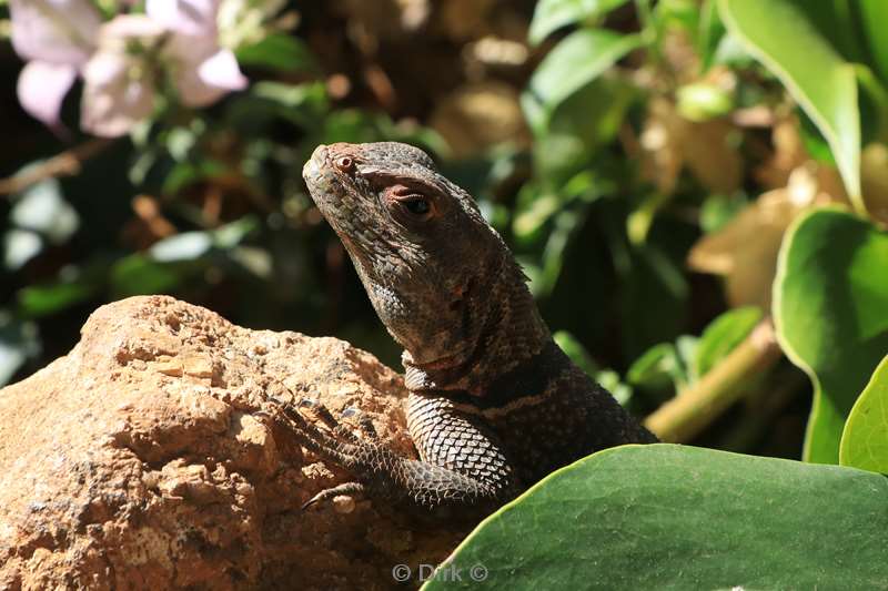 madagaskar hagedis