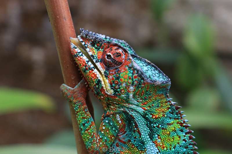 madagaskar kameleon