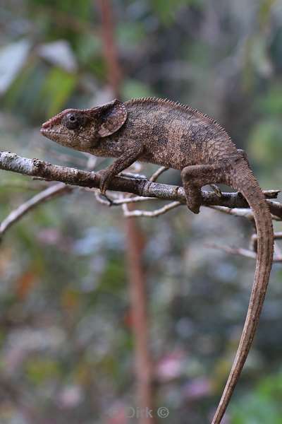 madagaskar kameleon