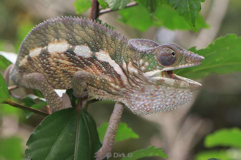 madagaskar kameleon