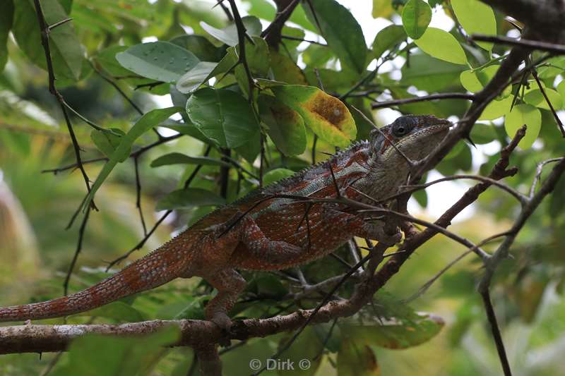 madagaskar kameleon