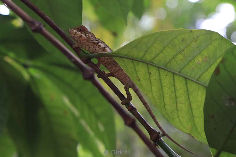 madagaskar kameleon