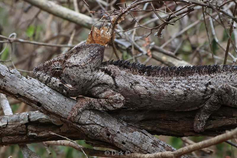 madagaskar kameleon