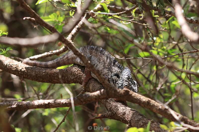 madagaskar kameleon