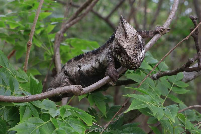 madagaskar kameleon