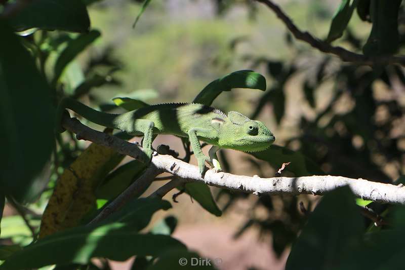 madagaskar kameleon