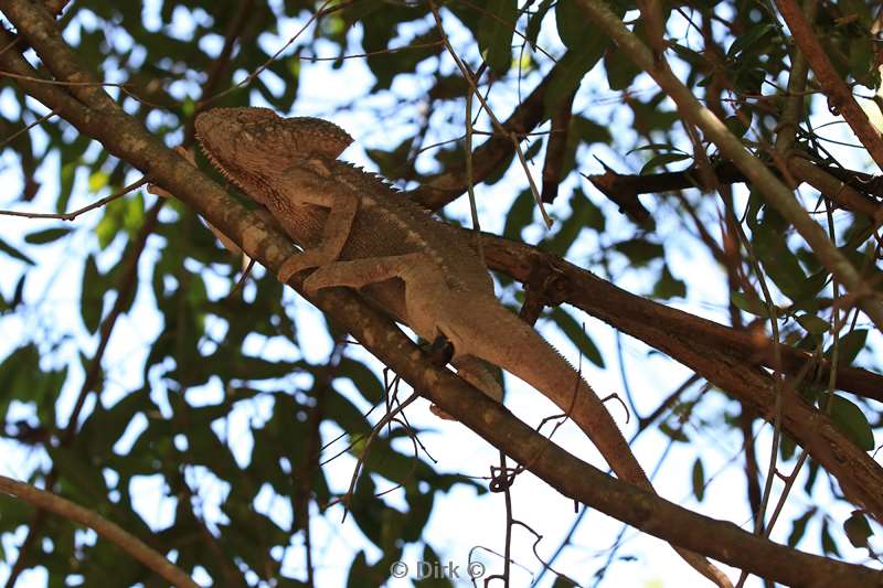 madagaskar kameleon