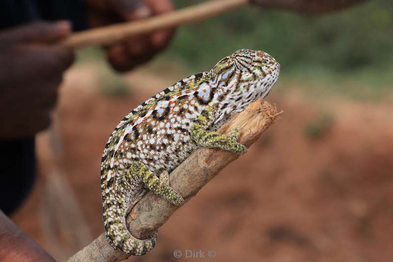 madagaskar kameleon