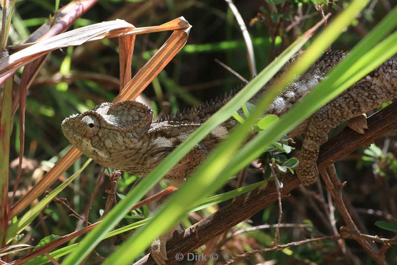 madagaskar kameleon