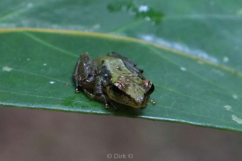 madagaskar kikker