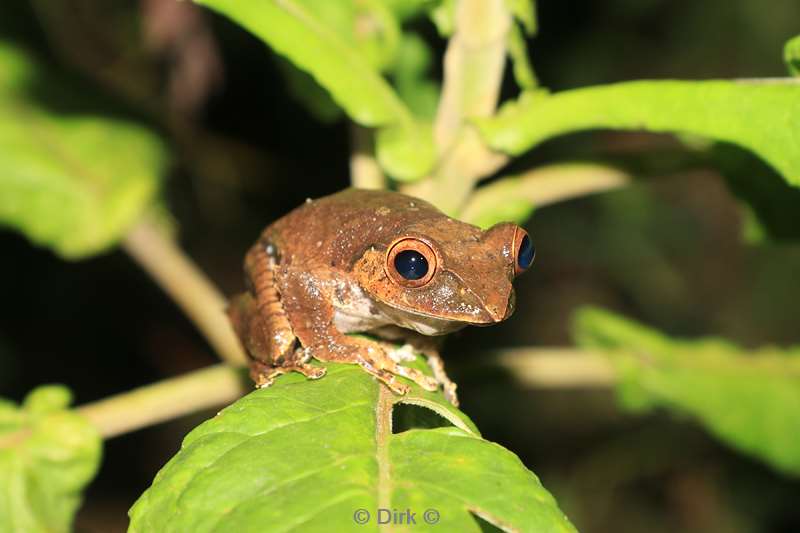 madagaskar kikker