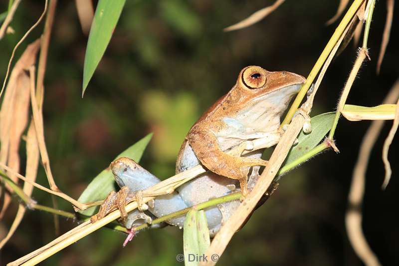 madagaskar kikker