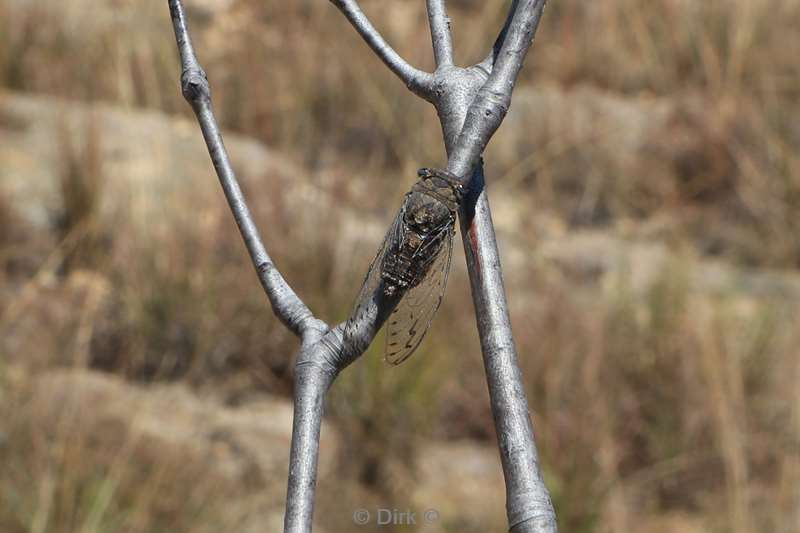 madagaskar krekel