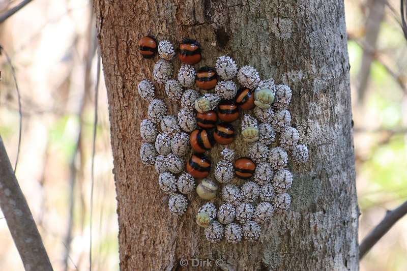 madagaskar krekels