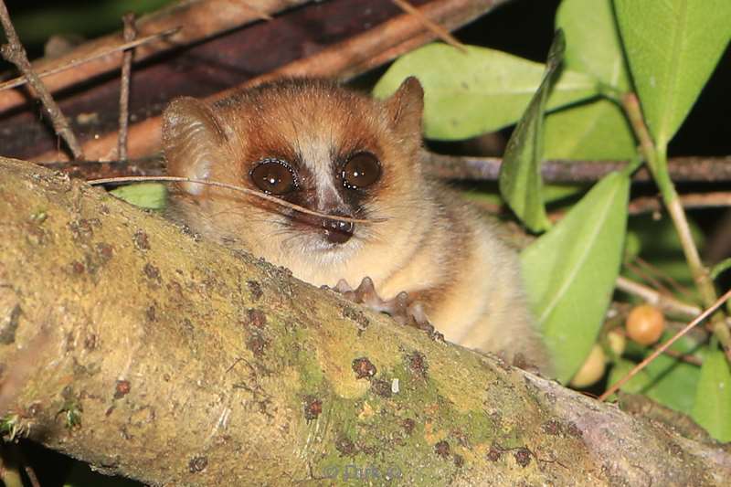 madagaskar lemuur