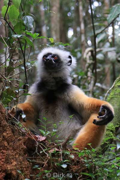 madagaskar lemuur