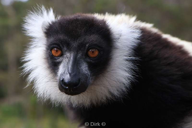 madagaskar lemuur