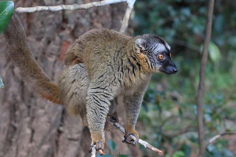 madagaskar lemuur