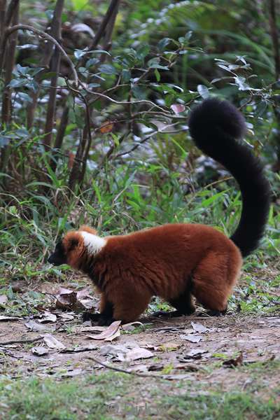 madagaskar lemuur