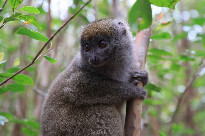 madagaskar lemuur