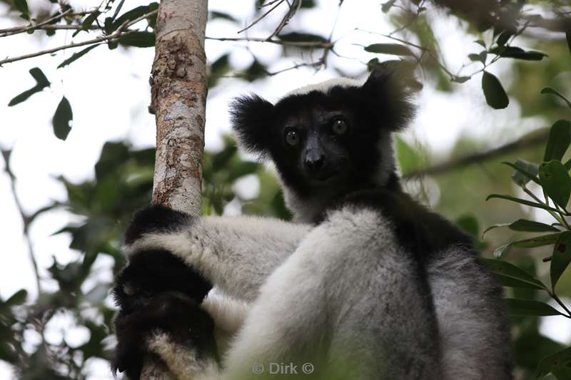 madagaskar lemuur