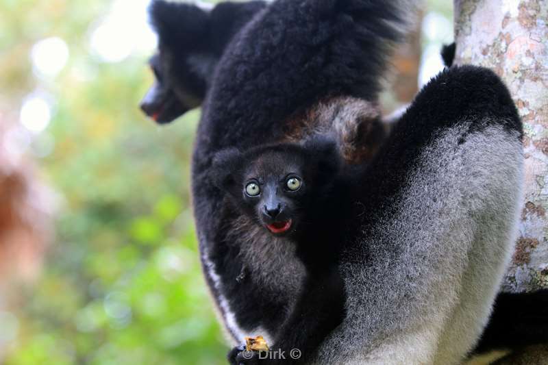 madagaskar lemuur