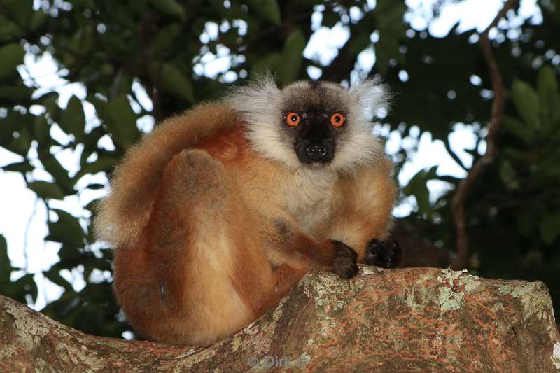 madagaskar lemuur