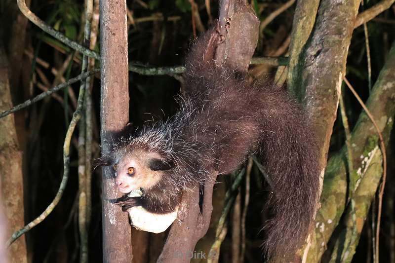 madagaskar lemuur