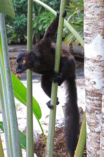 madagaskar lemuur