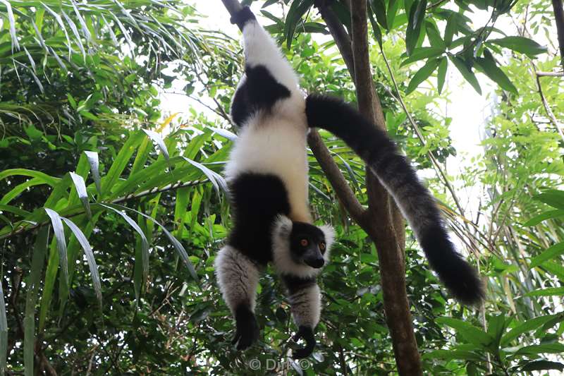 madagaskar lemuur