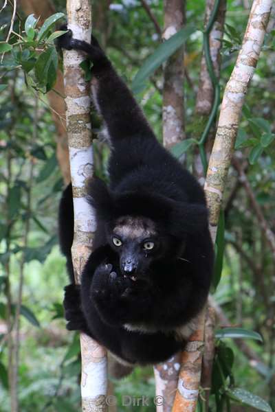 madagaskar lemuur